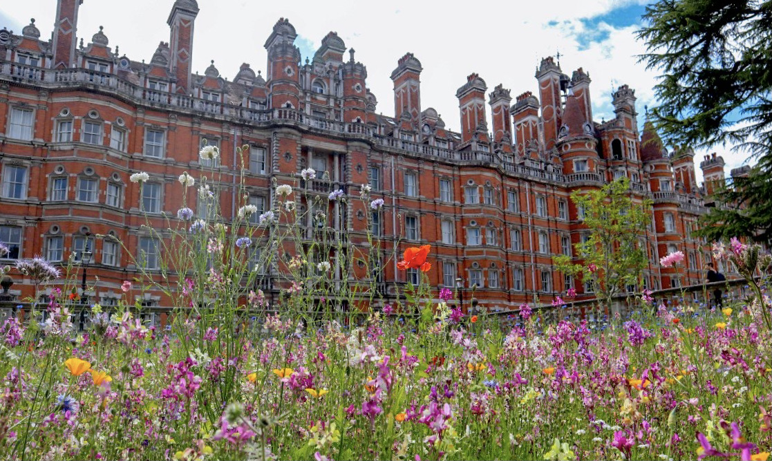 Wildflowers on campus